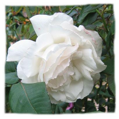 Photo of Rose (Rosa 'Misty') uploaded by GardenGuyAZ