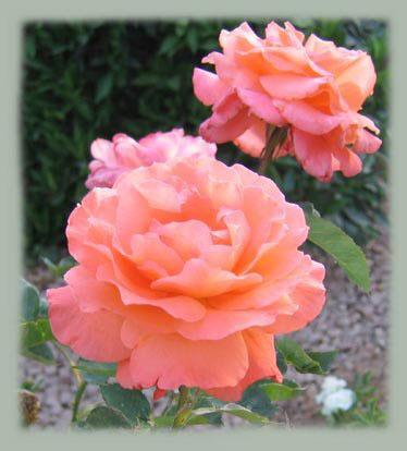 Photo of Rose (Rosa 'Whisky Mac') uploaded by GardenGuyAZ
