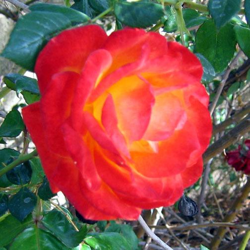 Photo of Rose (Rosa 'Judy Garland') uploaded by GardenGuyAZ
