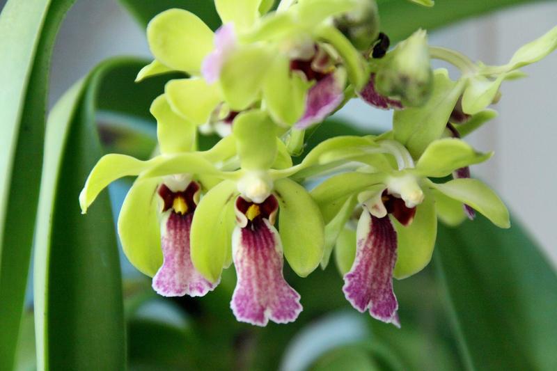 Photo of Orchid (Vandachostylis Motes Leprechaun 'Haiku Mint') uploaded by boojum