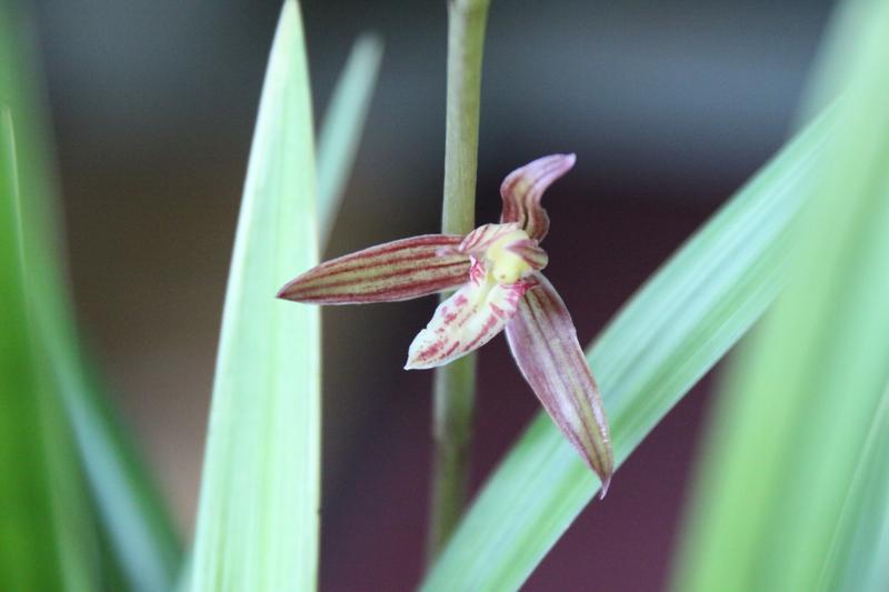 Photo of Four-Season Orchid (Cymbidium ensifolium 'Caihong') uploaded by boojum