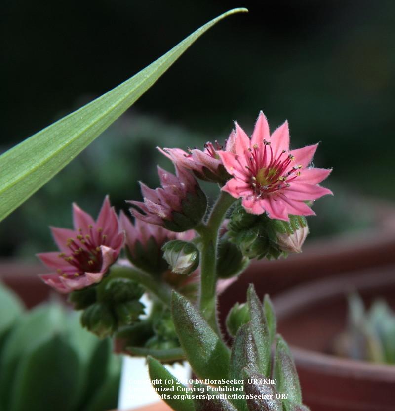 Photo of Hen and Chicks (Sempervivum 'Red Cobweb') uploaded by floraSeeker_OR