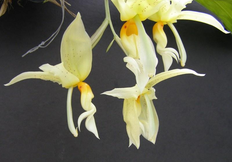 Photo of Orchid (Stanhopea wardii) uploaded by hawkarica