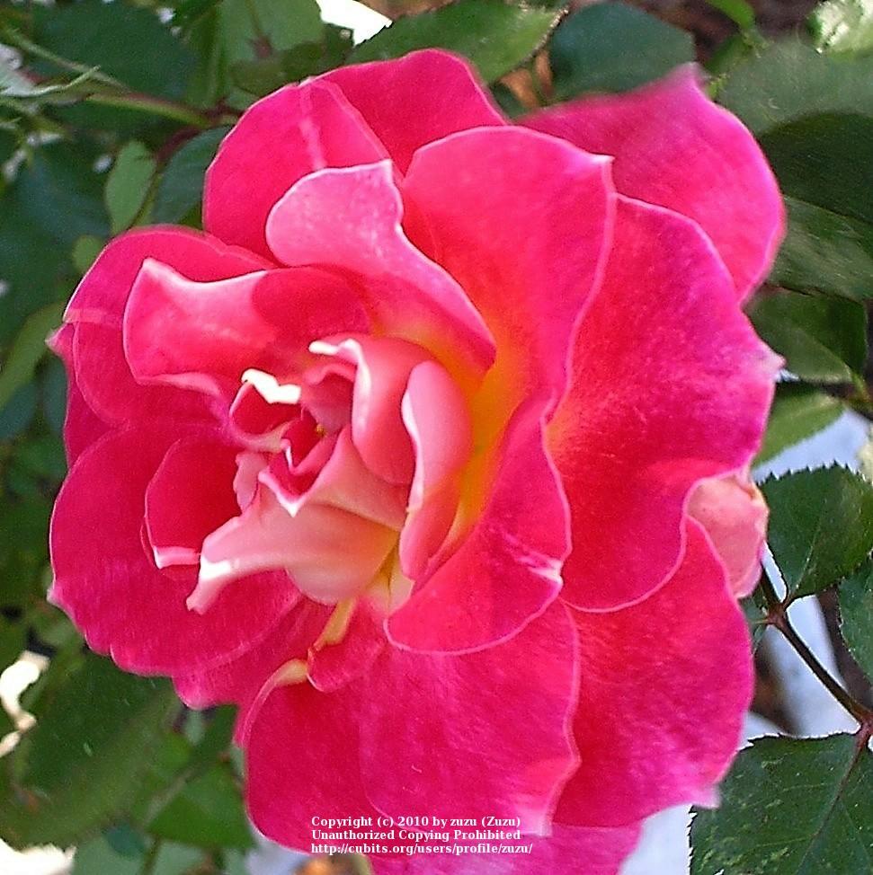 Photo of Rose (Rosa 'Lovestruck') uploaded by zuzu