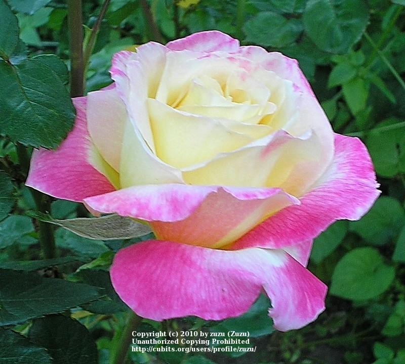 Photo of Rose (Rosa 'Love & Peace') uploaded by zuzu