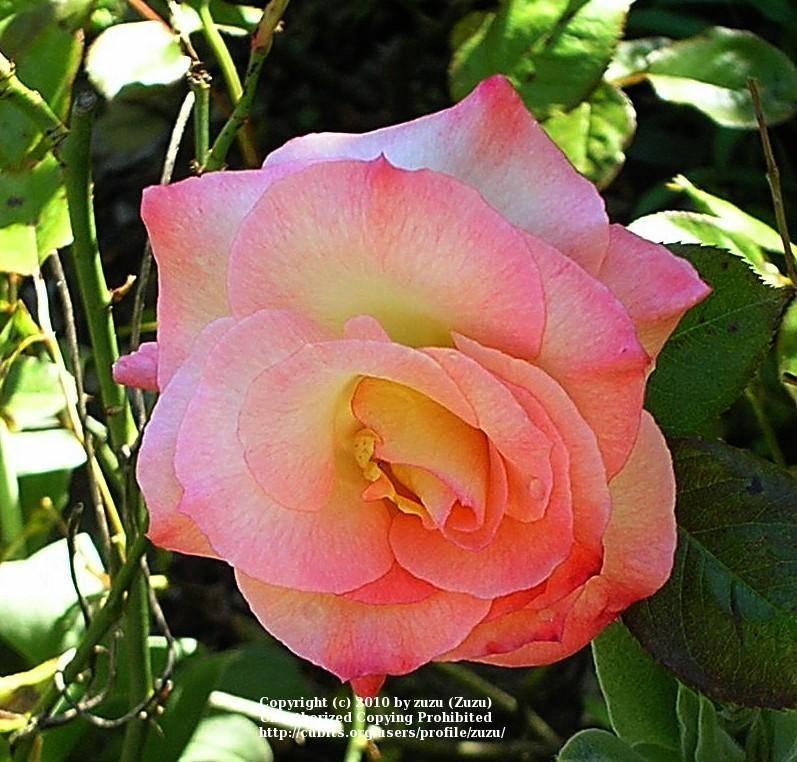 Photo of Rose (Rosa 'Little Darling') uploaded by zuzu