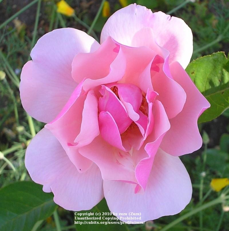 Photo of Rose (Rosa 'Lucky Lady') uploaded by zuzu