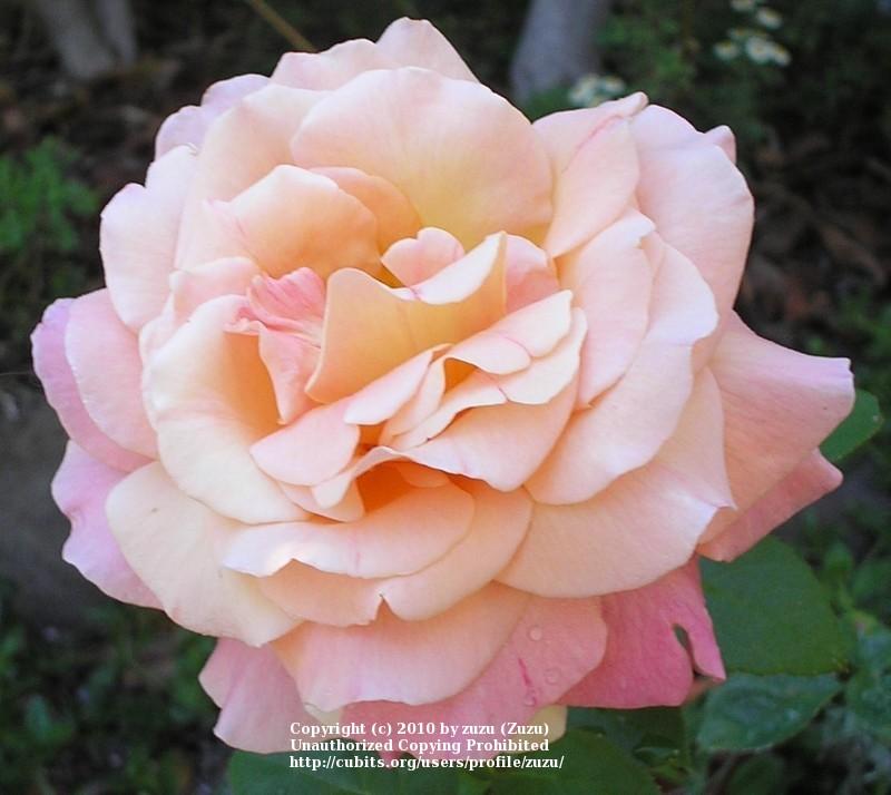 Photo of Rose (Rosa 'Lucky Piece') uploaded by zuzu
