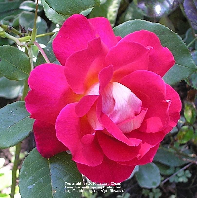 Photo of Rose (Rosa 'Luscious') uploaded by zuzu