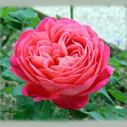 
My favorte fragrant of any rose I've owned.
