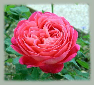 Photo of Rose (Rosa 'Star of the Nile') uploaded by GardenGuyAZ