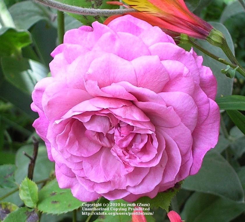 Photo of Rose (Rosa 'Magenta') uploaded by zuzu