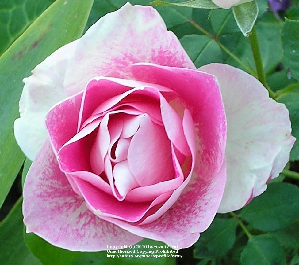 Photo of Rose (Rosa 'Magic East') uploaded by zuzu