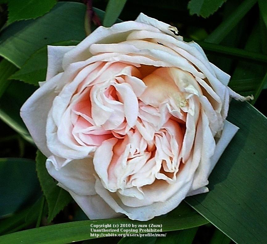 Photo of Rose (Rosa 'Mademoiselle Franziska Kruger') uploaded by zuzu