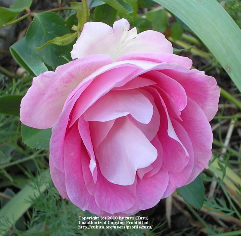 Photo of Rose (Rosa 'Magic East') uploaded by zuzu