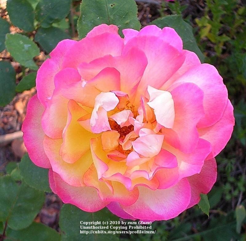 Photo of Rose (Rosa 'Golden Princess') uploaded by zuzu