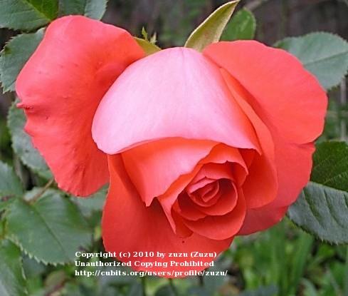 Photo of Rose (Rosa 'Marmalade Skies') uploaded by zuzu