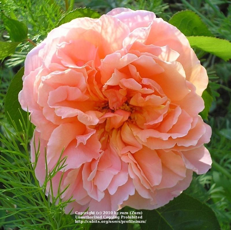 Photo of Rose (Rosa 'Mari Dot') uploaded by zuzu