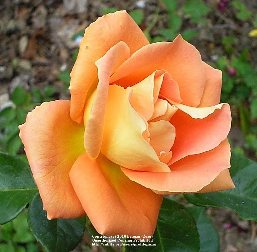 Photo of Rose (Rosa 'Marmalade') uploaded by zuzu