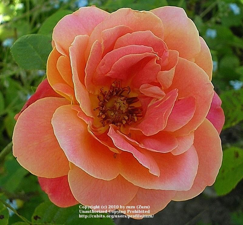 Photo of Rose (Rosa 'Maria Peral') uploaded by zuzu