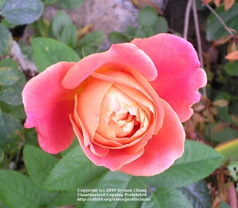 Photo of Rose (Rosa 'Maria Peral') uploaded by zuzu
