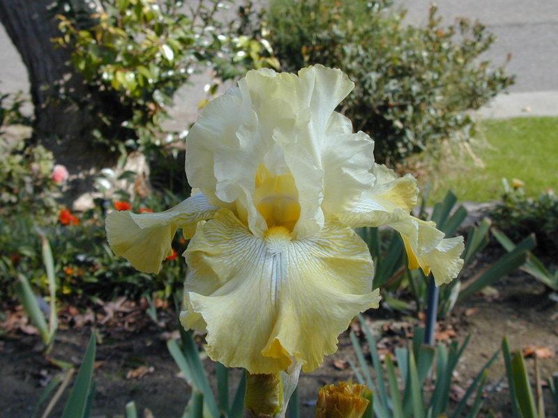 Photo of Tall Bearded Iris (Iris 'Again and Again') uploaded by Betja