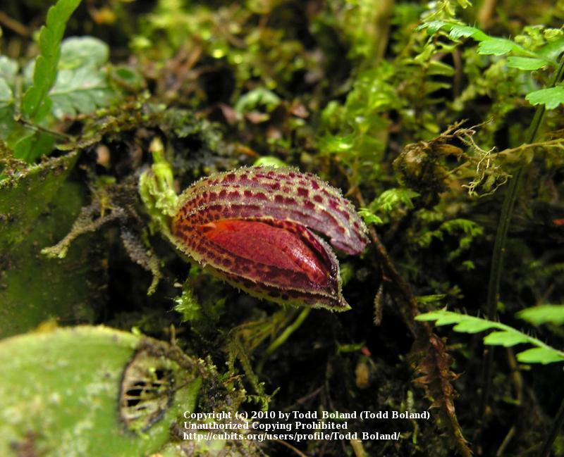 Photo of Orchid (Zootrophion hypodiscus) uploaded by Todd_Boland