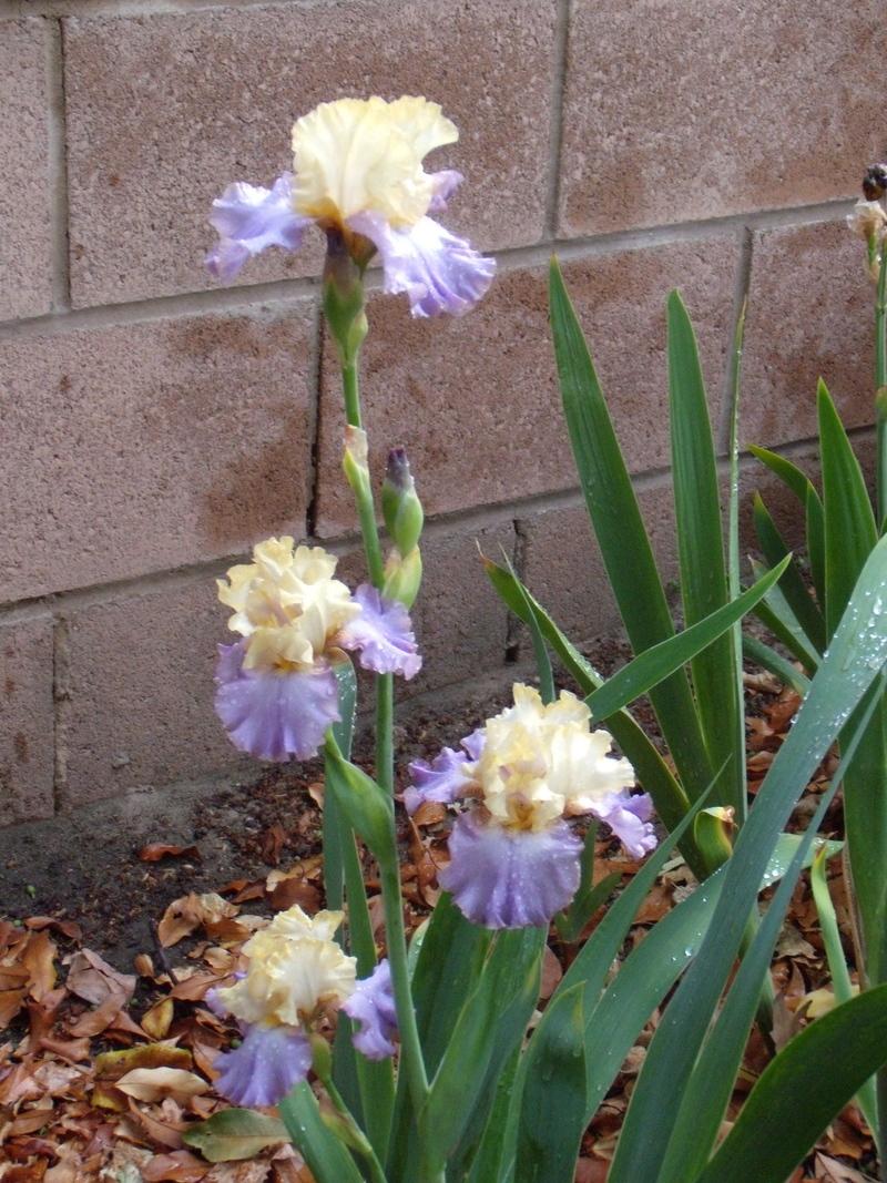 Photo of Tall Bearded Iris (Iris 'Sky King Returns') uploaded by Betja