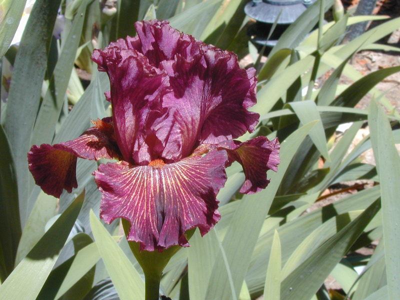 Photo of Tall Bearded Iris (Iris 'Tangled Web') uploaded by Betja