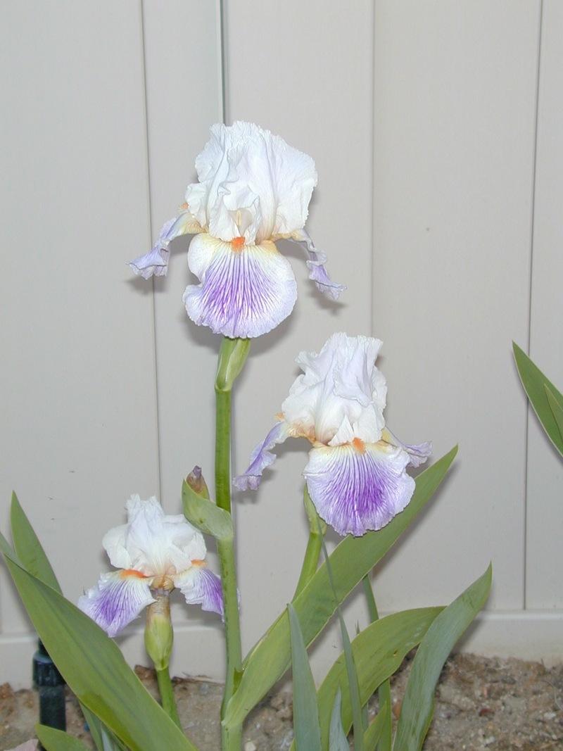 Photo of Tall Bearded Iris (Iris 'Puccini') uploaded by Betja