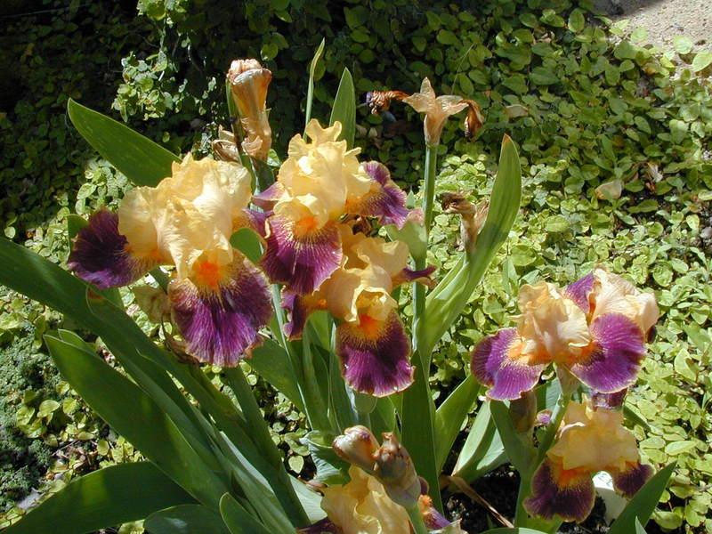 Photo of Intermediate Bearded Iris (Iris 'Delirium') uploaded by Betja