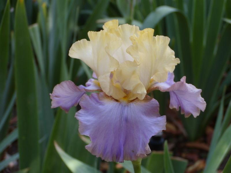 Photo of Tall Bearded Iris (Iris 'Sky King Returns') uploaded by Betja