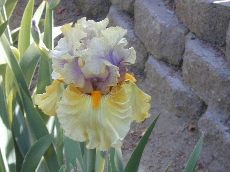 Photo of Tall Bearded Iris (Iris 'Secret Rites') uploaded by Betja