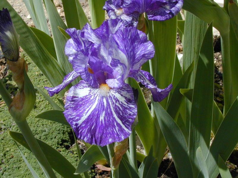 Photo of Border Bearded Iris (Iris 'Batik') uploaded by Betja