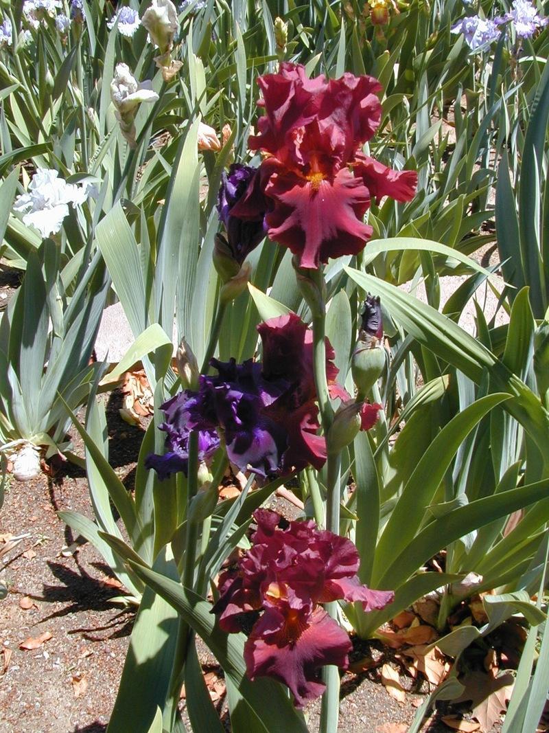 Photo of Tall Bearded Iris (Iris 'Dynamite') uploaded by Betja