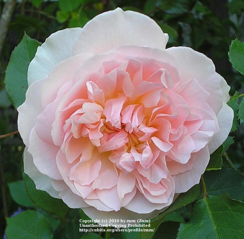 Photo of Rose (Rosa 'Mary Magdalene') uploaded by zuzu