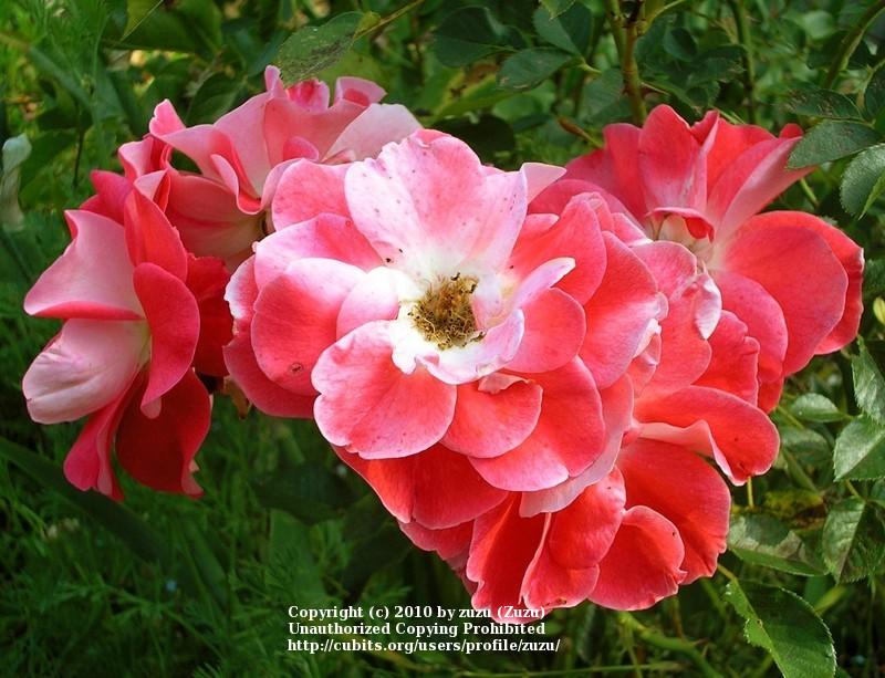 Photo of Rose (Rosa 'Matangi') uploaded by zuzu