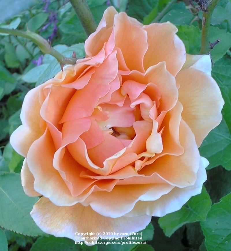 Photo of Rose (Rosa 'Medallion') uploaded by zuzu