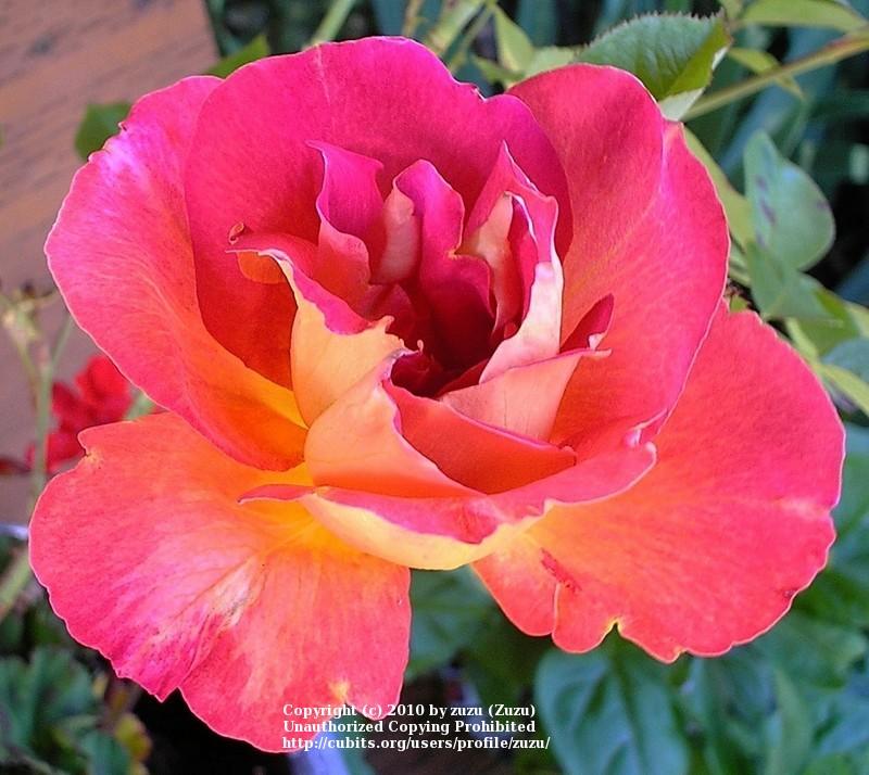 Photo of Rose (Rosa 'Decor Arlequin') uploaded by zuzu