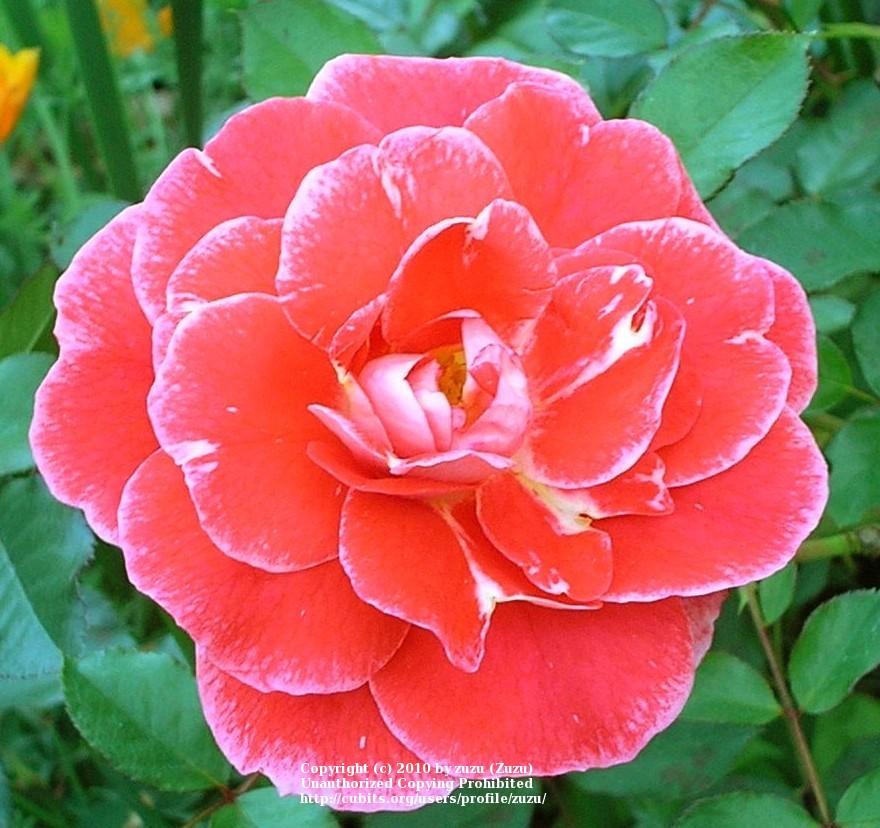 Photo of Rose (Rosa 'Matangi') uploaded by zuzu