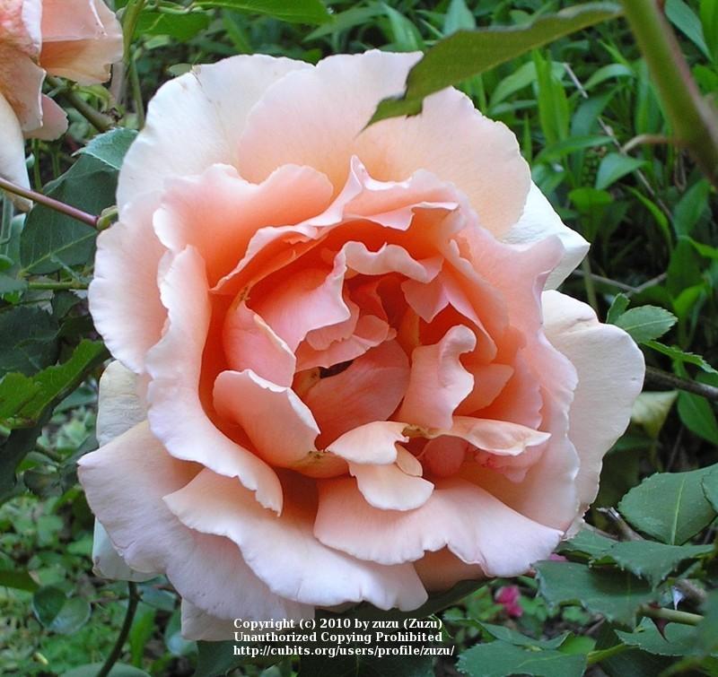 Photo of Rose (Rosa 'Medallion') uploaded by zuzu