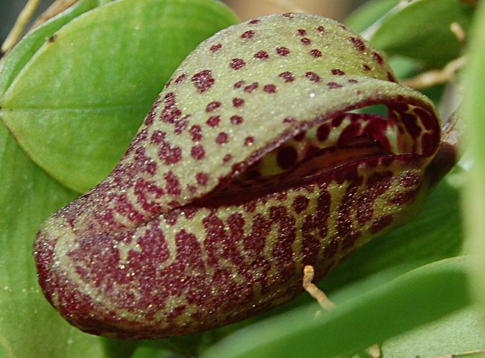 Photo of Orchid (Zootrophion serpentinum) uploaded by Ursula