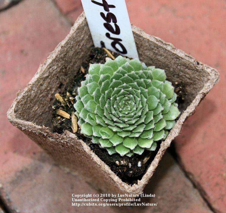 Photo of Hen and Chicks (Sempervivum 'Forest Frost') uploaded by LuvNature