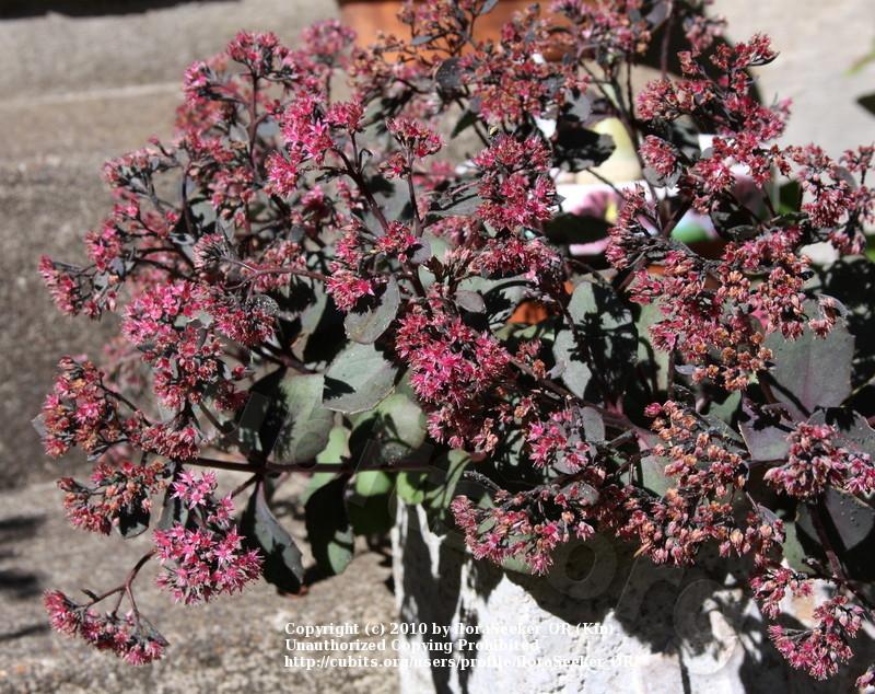 Photo of Stonecrop (Hylotelephium maximum subsp. maximum 'Bertram Anderson') uploaded by floraSeeker_OR