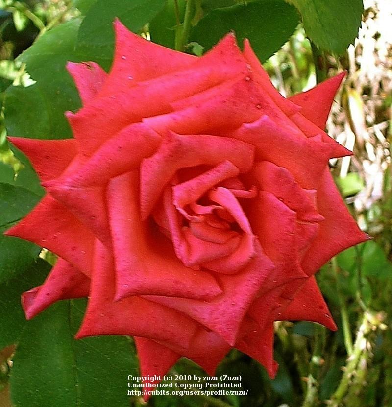 Photo of Rose (Rosa 'Prominent') uploaded by zuzu