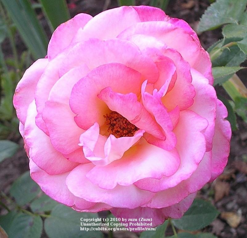 Photo of Rose (Rosa 'Musicale') uploaded by zuzu