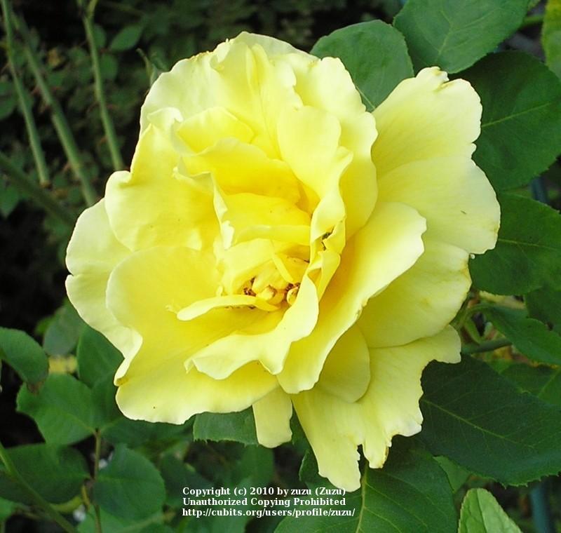 Photo of Rose (Rosa 'Gold Glow') uploaded by zuzu