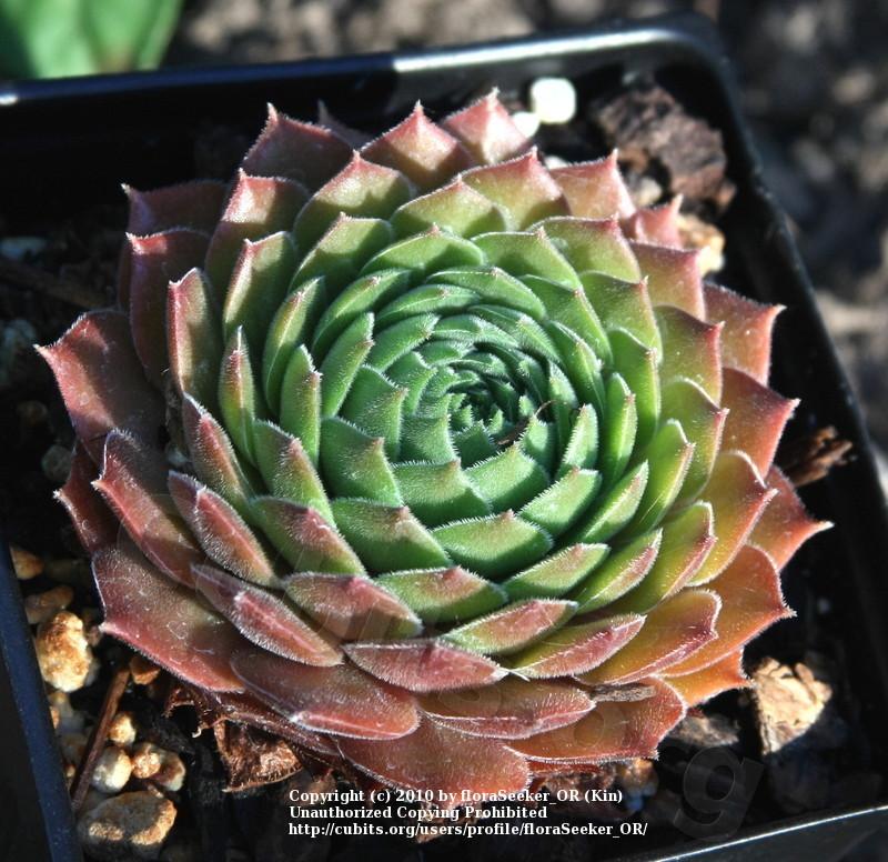 Photo of Hen and Chicks (Sempervivum 'Blush') uploaded by floraSeeker_OR