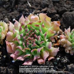 Location: Pacific Northwest zone 8
Date: Sep 11, 2010 
Sold as Sempervivum calcareum 'Monstrosum'