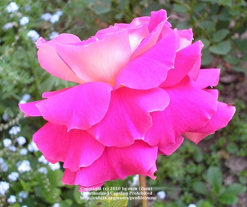 Photo of Rose (Rosa 'Miss Behavin'') uploaded by zuzu